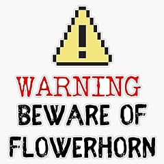 Warning beware flowerhorn for sale  Delivered anywhere in USA 