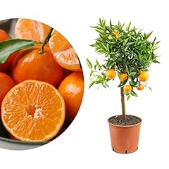 Rangerie clementinenbaum süß gebraucht kaufen  Wird an jeden Ort in Deutschland