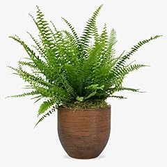 Boston fern lush for sale  Delivered anywhere in UK