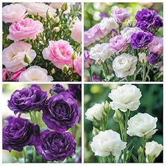 300 mixed lisianthus for sale  Delivered anywhere in USA 