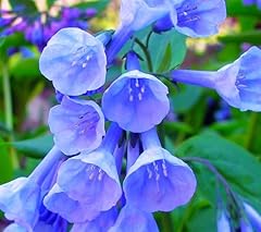 Virginia bluebells root for sale  Delivered anywhere in USA 