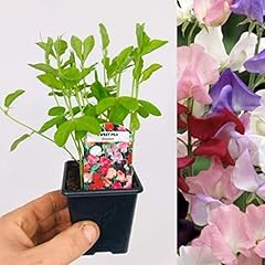 Sweet pea plants for sale  Delivered anywhere in UK