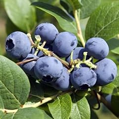 Organic blueberry bluecrop for sale  Delivered anywhere in UK
