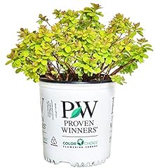 Proven winners spiraea for sale  Delivered anywhere in USA 