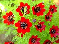 Adonis flower seeds for sale  Delivered anywhere in USA 