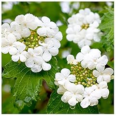 Guelder rose hedging for sale  Delivered anywhere in UK