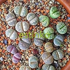 20pcs lot lithops for sale  Delivered anywhere in UK