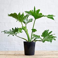 Split leaf philodendron for sale  Delivered anywhere in USA 