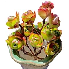 Aeonium saundersii pinheads for sale  Delivered anywhere in USA 