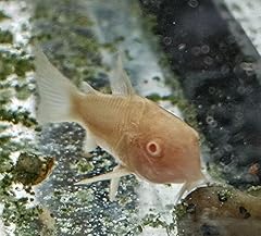 Worldwidetropicals live freshw for sale  Delivered anywhere in USA 