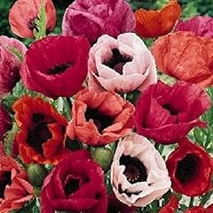 Oriental poppy papaver for sale  Delivered anywhere in UK