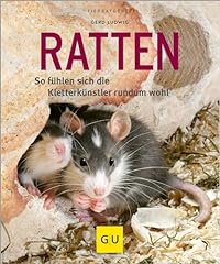 Ratten als heimtiere gebraucht kaufen  Wird an jeden Ort in Deutschland