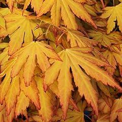 Acer palmatum orange for sale  Delivered anywhere in Ireland