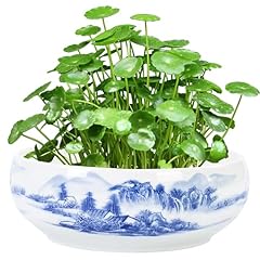 Licsaliwe ceramic plant for sale  Delivered anywhere in UK