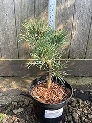 Scots pine louisiana for sale  Delivered anywhere in UK