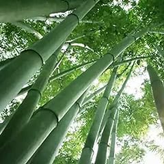Saterkali semi bambù usato  Spedito ovunque in Italia 