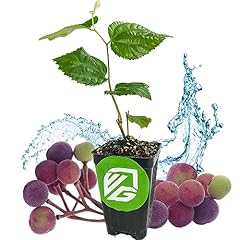 Sherbet berry live for sale  Delivered anywhere in USA 