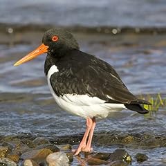 Oystercatcher greeting card for sale  Delivered anywhere in UK