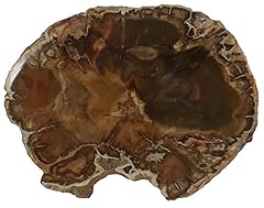 Petrified wood slab for sale  Delivered anywhere in USA 