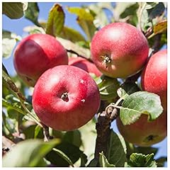 Discovery apple tree for sale  Delivered anywhere in UK