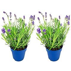 Lavender hidcote plants for sale  Delivered anywhere in Ireland