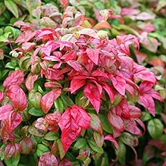 Nandina domestica firepower for sale  Delivered anywhere in UK