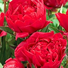 Peony karl rosenfield for sale  Delivered anywhere in UK