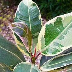 Vibrant ficus tineke for sale  Delivered anywhere in UK