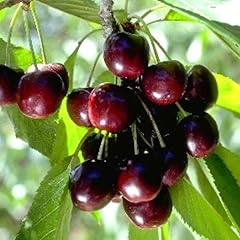 Black cherry trees for sale  Delivered anywhere in USA 