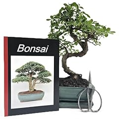 Anfänger bonsai set gebraucht kaufen  Wird an jeden Ort in Deutschland