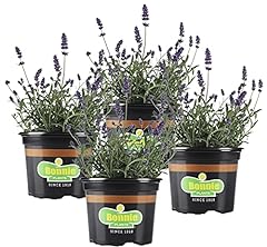 Bonnie plants lavender for sale  Delivered anywhere in USA 