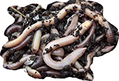 Garden worms earthworms for sale  Delivered anywhere in UK