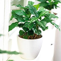 Coffea arabica plant for sale  Delivered anywhere in Ireland