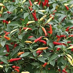 Perfect plants chilli for sale  Delivered anywhere in UK