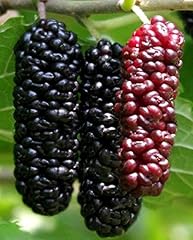 Illinois everbearing mulberry for sale  Delivered anywhere in USA 