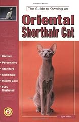 Oriental shorthair cat for sale  Delivered anywhere in USA 