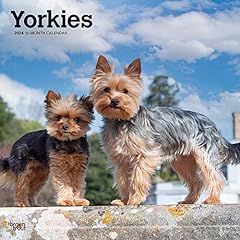Yorkshire terriers 2024 for sale  Delivered anywhere in USA 