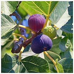 Large fig tree for sale  Delivered anywhere in UK