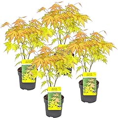 Bloomique 4er set gebraucht kaufen  Wird an jeden Ort in Deutschland