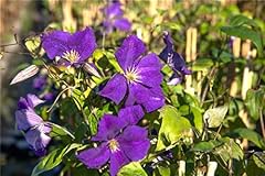 Clematis hybride warszawska gebraucht kaufen  Wird an jeden Ort in Deutschland