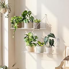 Bamworld wall plant for sale  Delivered anywhere in USA 