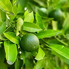 Lime tree citrus for sale  Delivered anywhere in UK