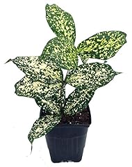 Japanese bamboo florida for sale  Delivered anywhere in USA 