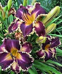 Dvfbtga daylily plantation for sale  Delivered anywhere in USA 
