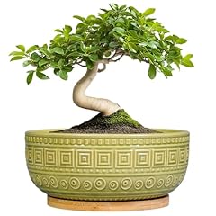 Epgardening bonsai tree for sale  Delivered anywhere in USA 