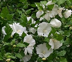 Diana white hibiscus for sale  Delivered anywhere in USA 