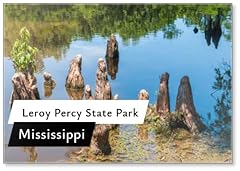 Cypress knees leroy for sale  Delivered anywhere in USA 