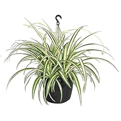 Inch spider plant for sale  Delivered anywhere in USA 