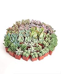 Shop succulents assorted for sale  Delivered anywhere in USA 