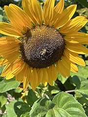 Sunflower school pack for sale  Delivered anywhere in UK
